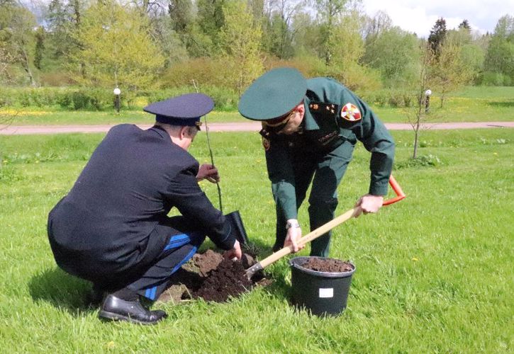 Посадка деревьев в саду Воинской Славы